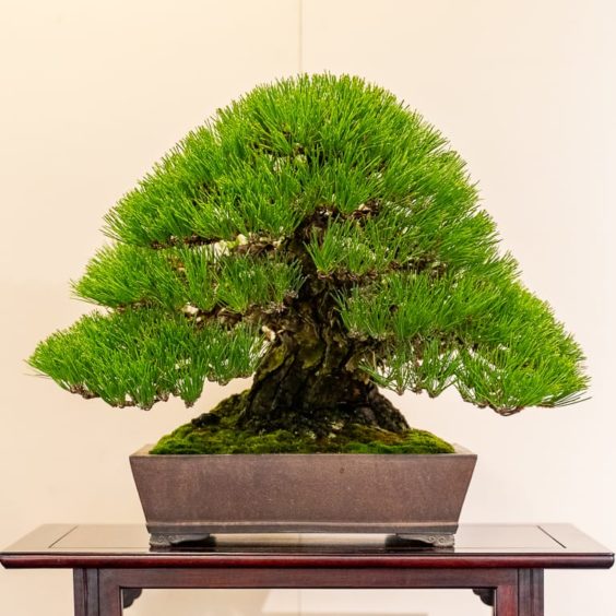 Kokufu 101: Japanese black pine - Bonsai Tonight