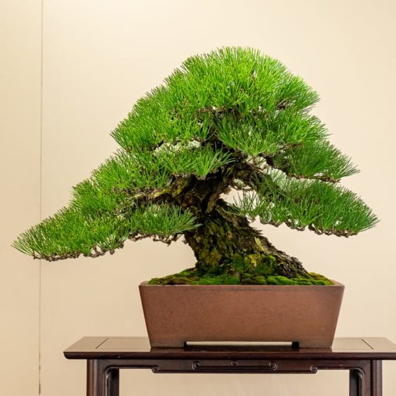 Kokufu 101: Japanese black pine - Bonsai Tonight