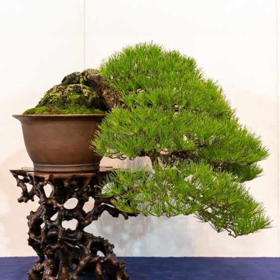 Kokufu 101: Japanese black pine - Bonsai Tonight