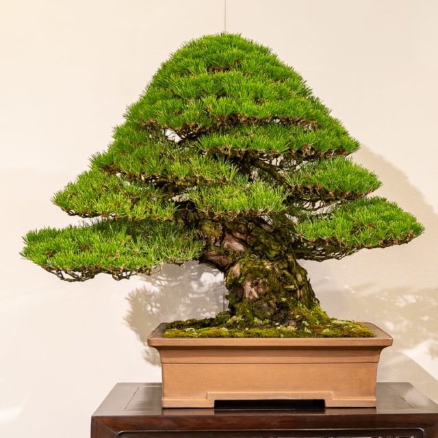 Kokufu 101: Japanese black pine - Bonsai Tonight