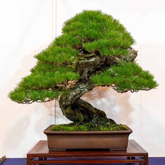 Kokufu 101: Japanese black pine - Bonsai Tonight