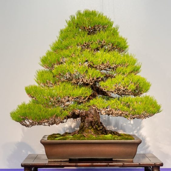 Kokufu 101: Japanese black pine - Bonsai Tonight