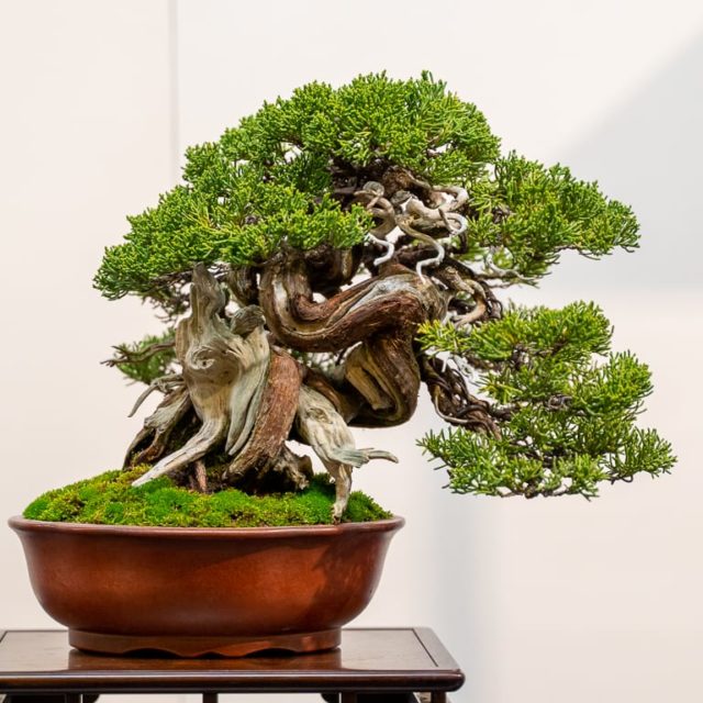 Kokufu 101: shohin - Bonsai Tonight