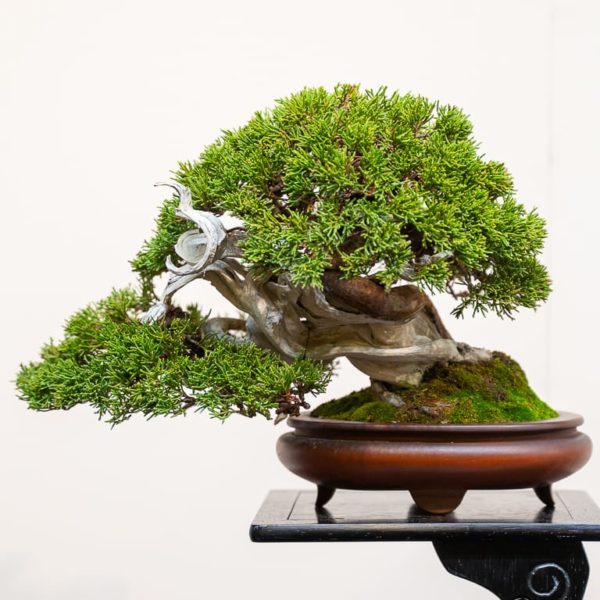 Kokufu 101: shohin - Bonsai Tonight