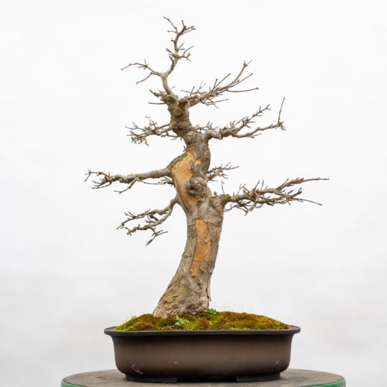 Barerooting a trident maple Bonsai Tonight