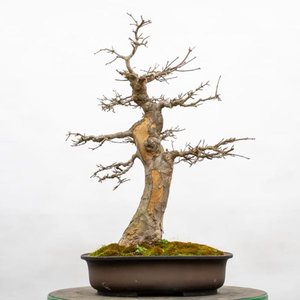 Barerooting a trident maple Bonsai Tonight