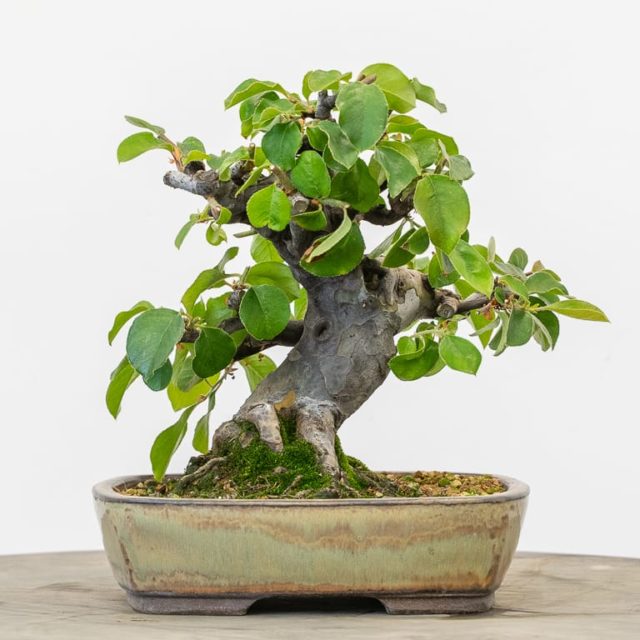 Spring Cutback On Chinese Quince - Bonsai Tonight