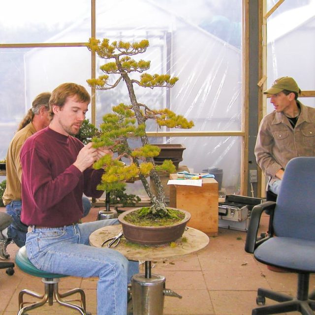 Guest post The story behind Michael Hagedorn's Bonsai Heresy Bonsai