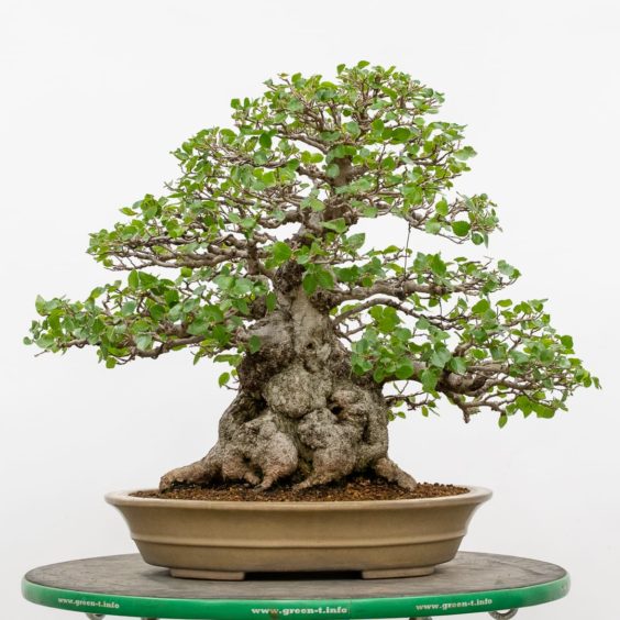 Identifying The Right Time For Spring Cutback - Bonsai Tonight