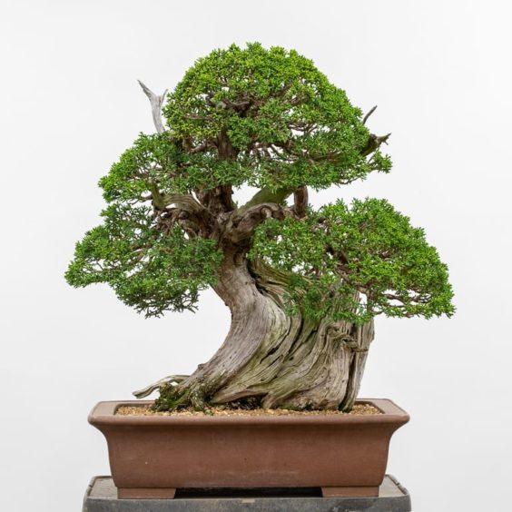 A good reason to not skip annual maintenance on juniper bonsai - Bonsai ...