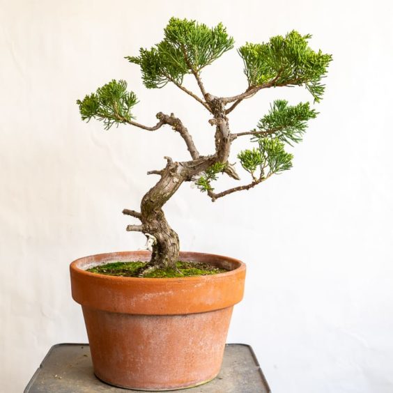 Grafting follow-up - reducing the original foliage - Bonsai Tonight