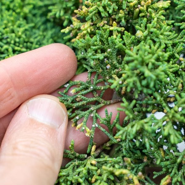 A good reason to not skip annual maintenance on juniper bonsai Bonsai