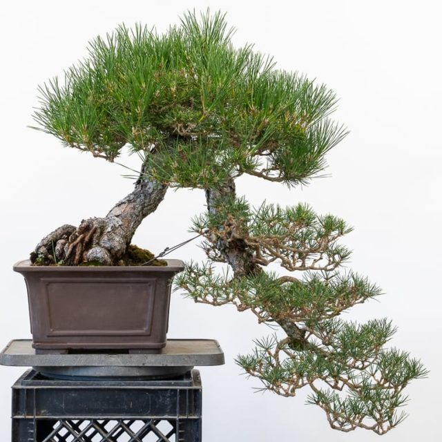 Decandling A Cascade Black Pine In Two Stages Bonsai Tonight