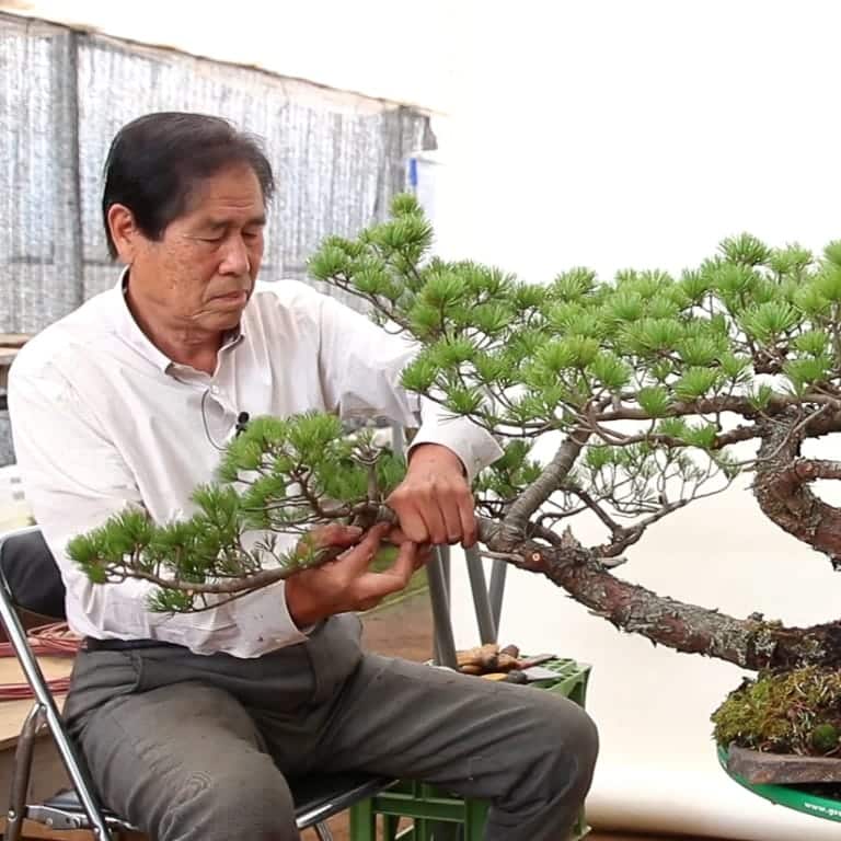 Kimura with white pine