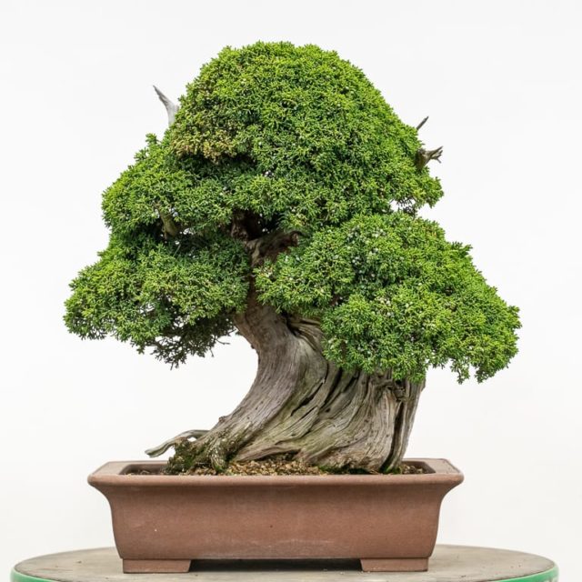 A good reason to not skip annual maintenance on juniper bonsai - Bonsai ...