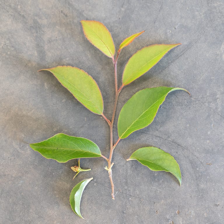 Lower leaves removed