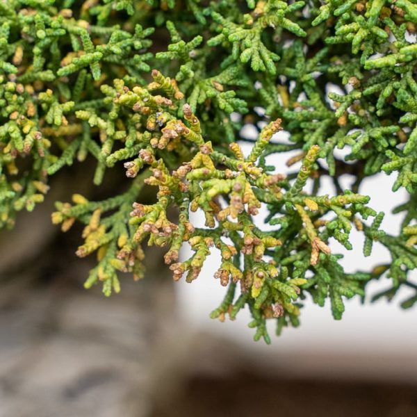 A good reason to not skip annual maintenance on juniper bonsai Bonsai