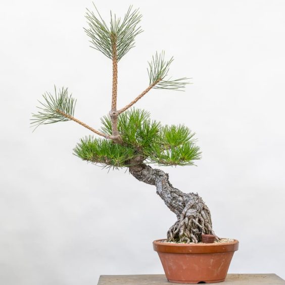 Exposed root black pine: seven-year progression - Bonsai Tonight