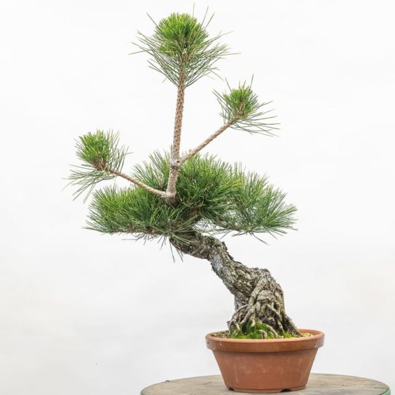 Exposed root black pine: seven-year progression - Bonsai Tonight