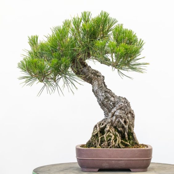 Exposed Root Black Pine Seven year Progression Bonsai Tonight
