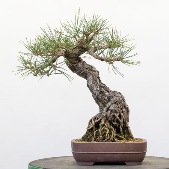 Exposed Root Black Pine Seven Year Progression Bonsai Tonight