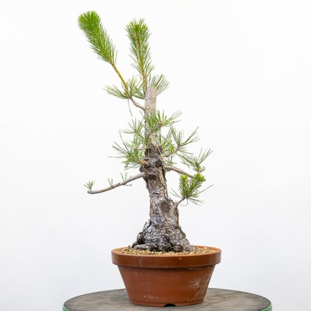 Cutback And Decandling A Field Grown Black Pine Bonsai Tonight