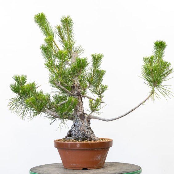 Cutback and decandling a field-grown black pine - Bonsai Tonight