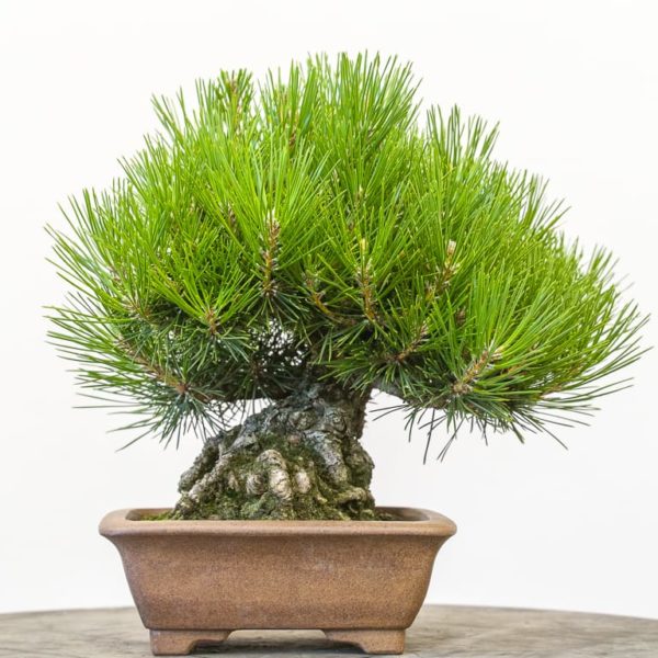 Decandling a shohin black pine - Bonsai Tonight