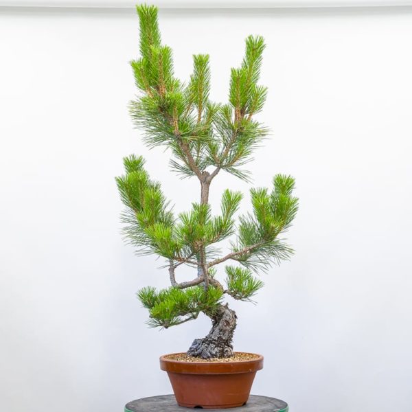 Slowing down sacrifice branches on black pine - Bonsai Tonight