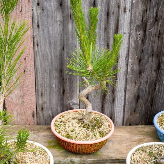 Watering conifers Bonsai Tonight