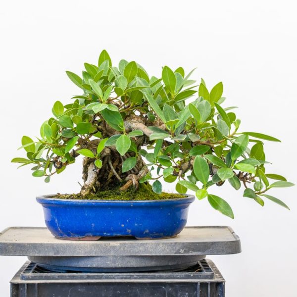 Pruning and repotting an exposed root ficus Bonsai Tonight