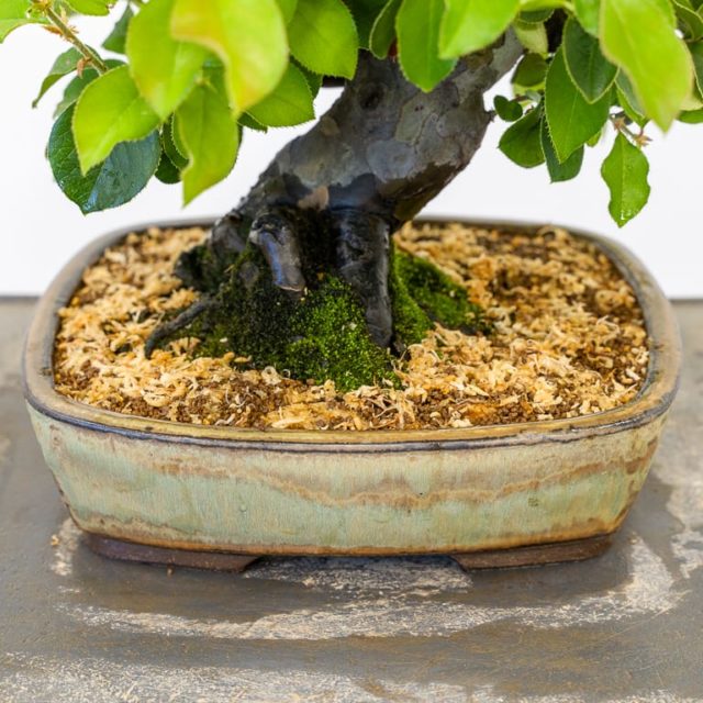 Watering deciduous bonsai part 2 Bonsai Tonight