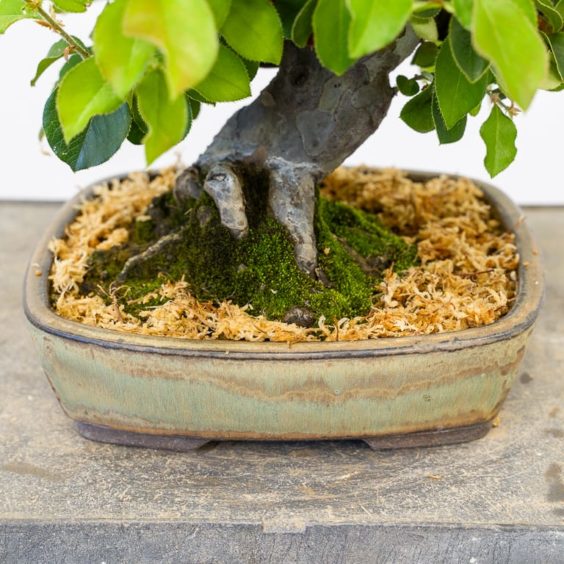 Watering deciduous bonsai part 2 Bonsai Tonight