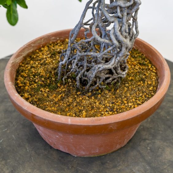 Applying a moss top dressing to satsuki azalea bonsai | LaptrinhX / News