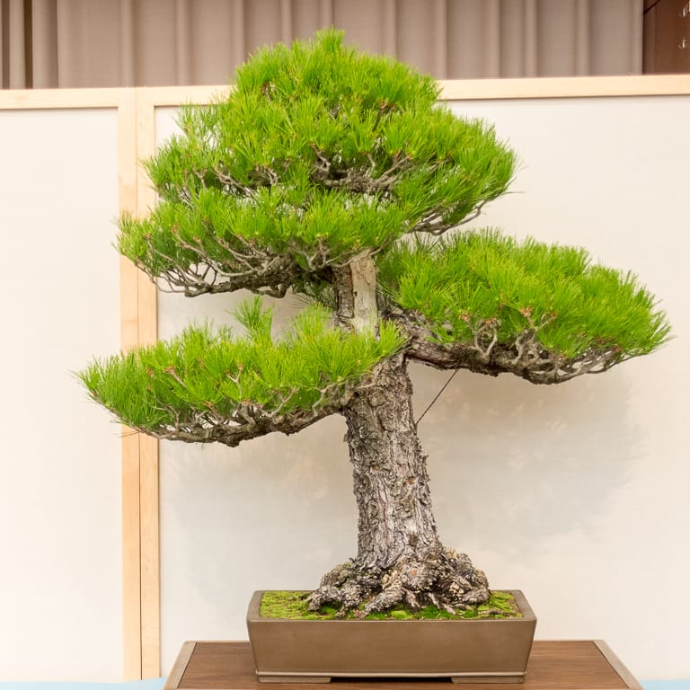 Monterey pine bonsai