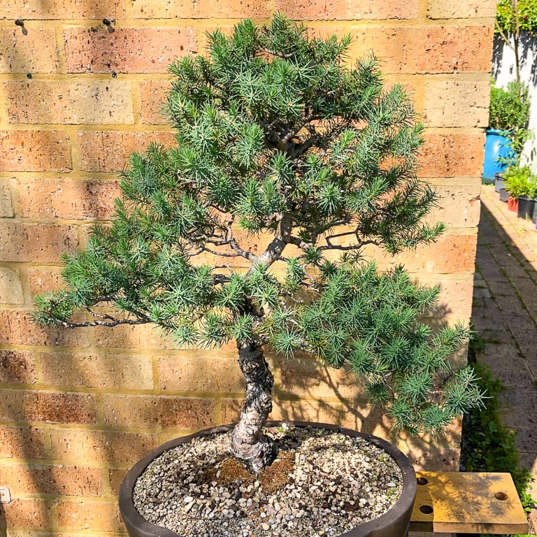 Italian stone pine bonsai