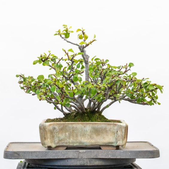 Cutback on a white chojubai quince Bonsai Tonight