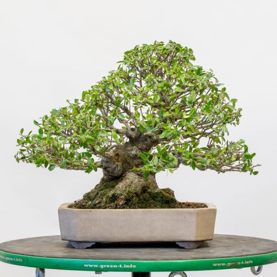 Refining Yaupon holly - Bonsai Tonight