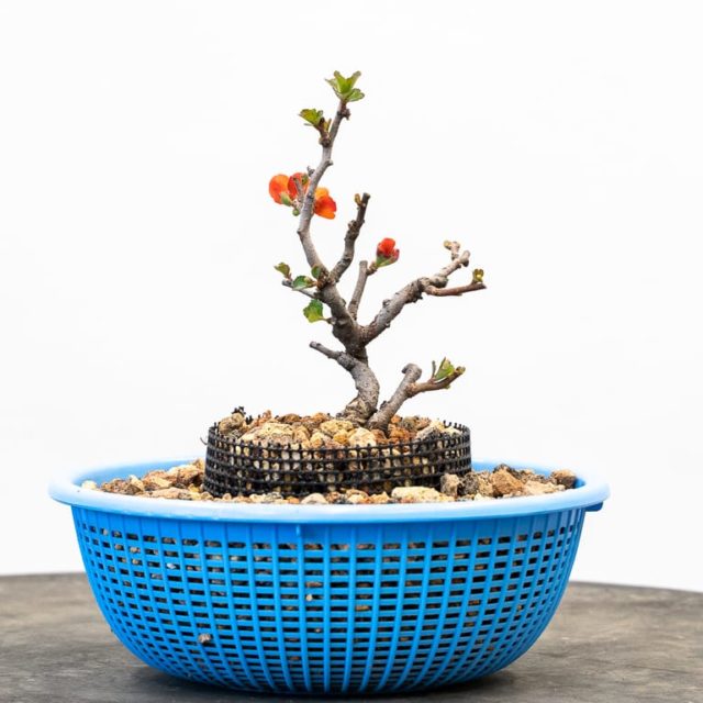 Summer repotting dwarf flowering quince Bonsai Tonight