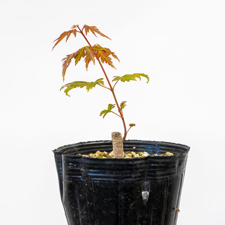 Young Japanese maple