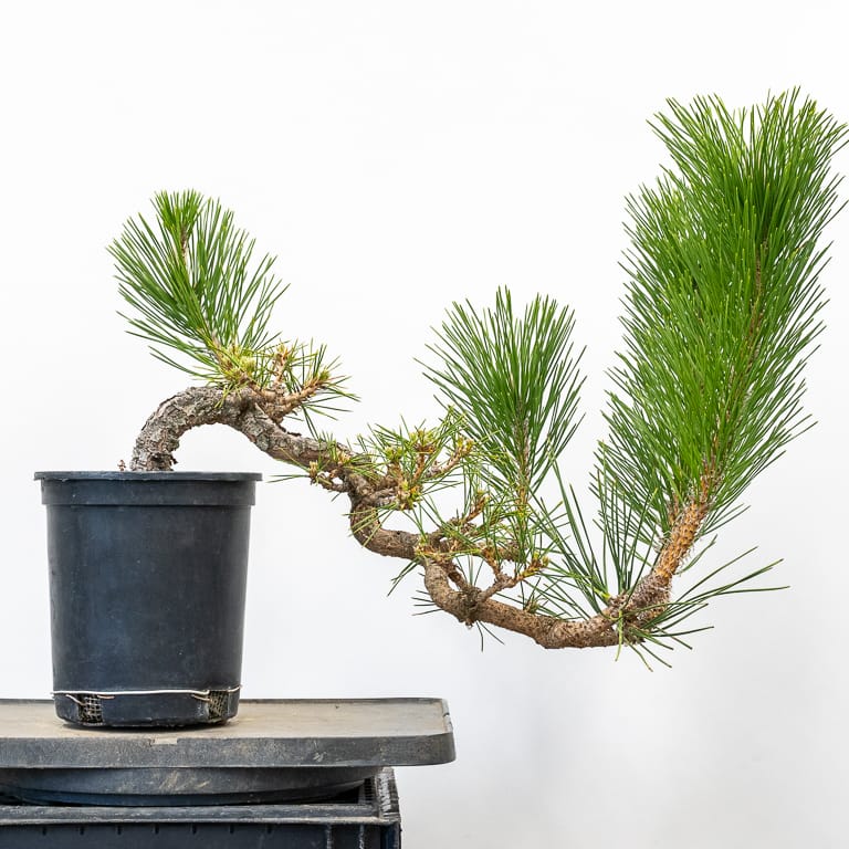 Young black pine