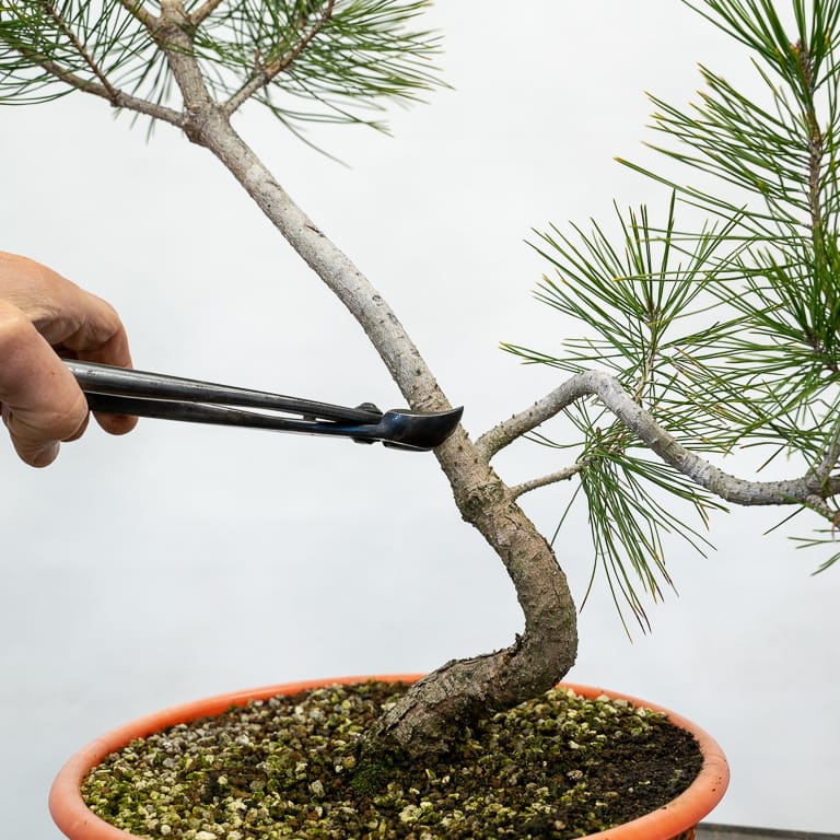 Pruning straight growth