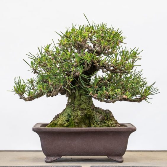 How to grow bonsai from seed or cutting - Bonsai Tonight