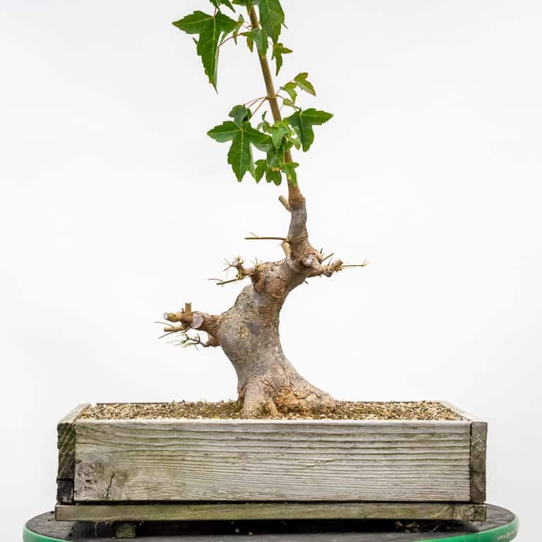 Trident maple after cutback