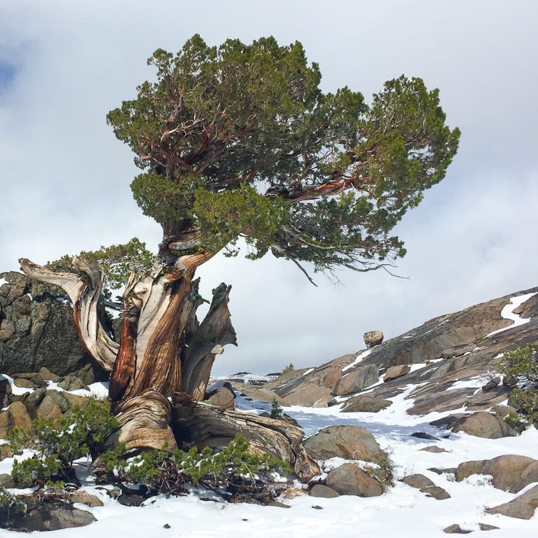 Grand juniper after first snow