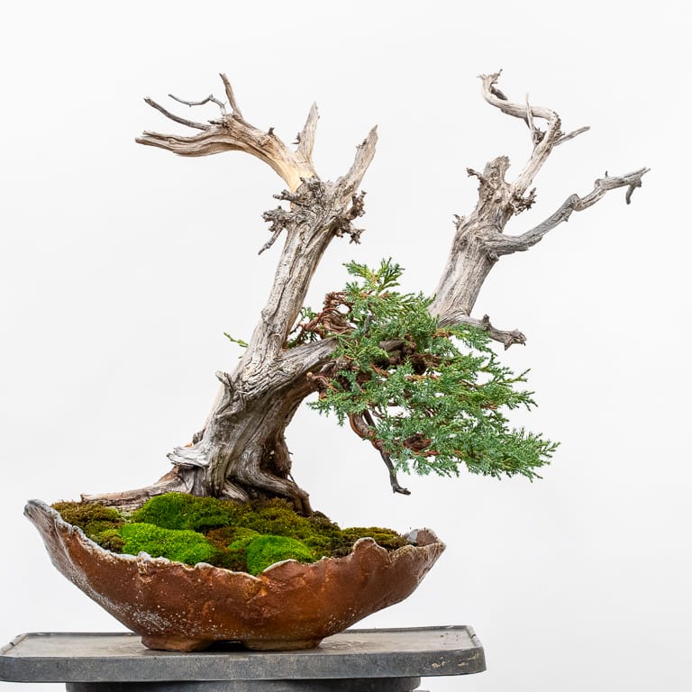 Rocky Mountain juniper bonsai