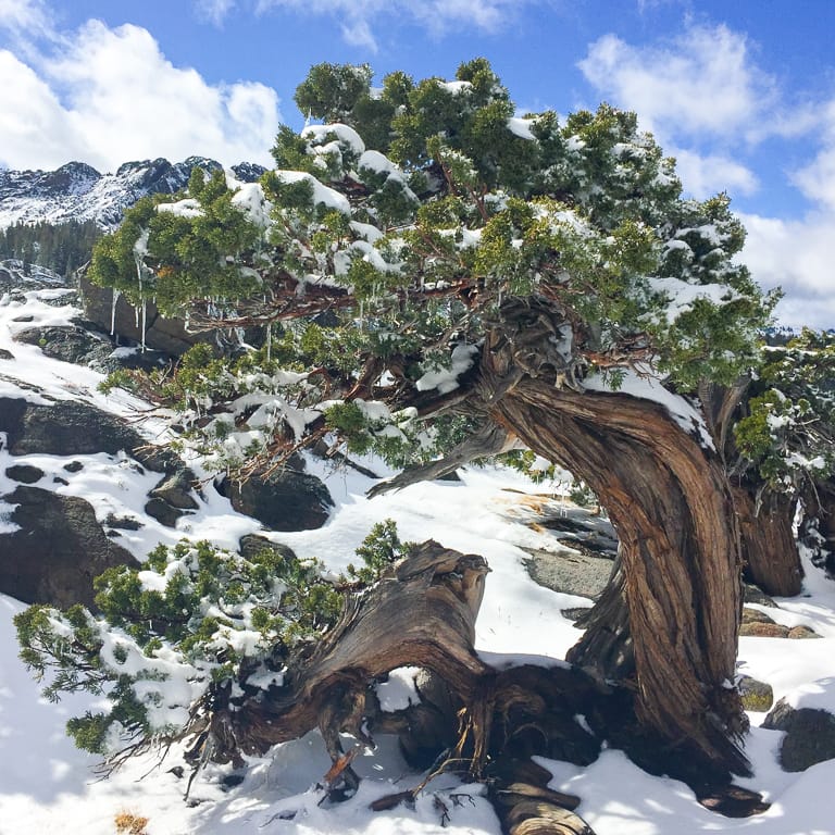 Sierra juniper in snow