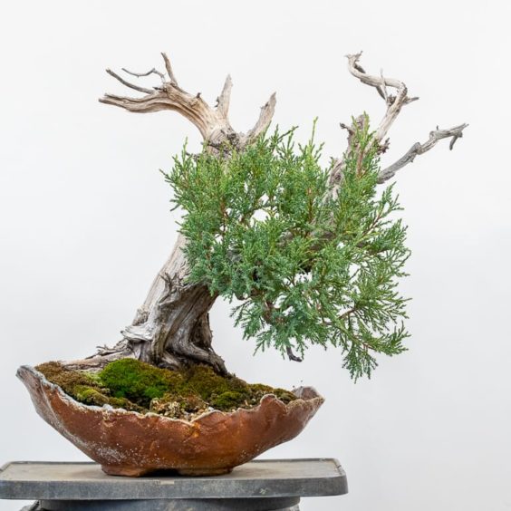 Rocky Mountain juniper first wiring Bonsai Tonight