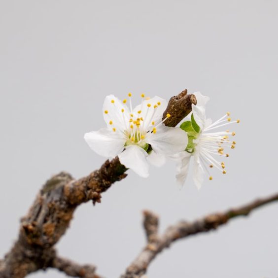 What to do if your trees think it's spring - Bonsai Tonight