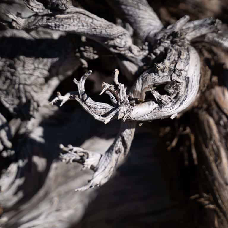 Sierra juniper deadwood